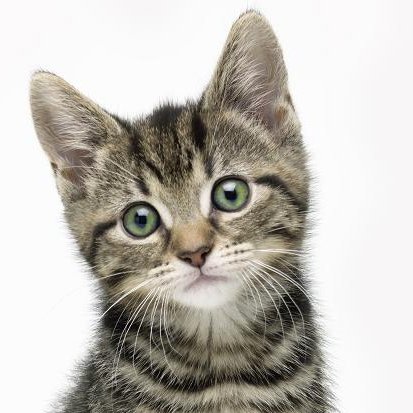 library_patron's profile picture. 