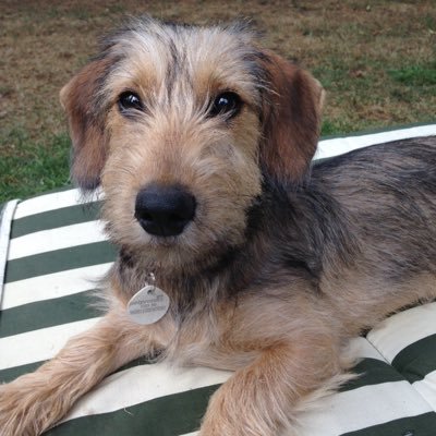 Wire haired dachshund (?) who likes long walks on the common, paddling in the river and playing with his four legged friends, as long as they're not cats!