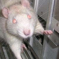UNL Neuropharm Lab (@unlbehavneuro) Twitter profile photo