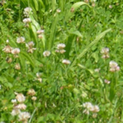 Barnum_dad's profile picture. 