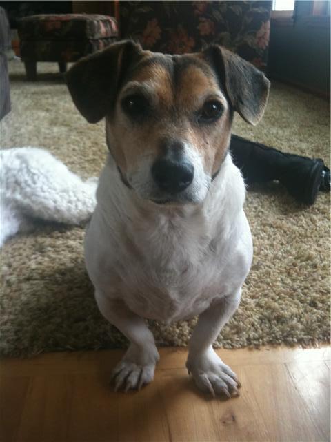 VinnytheDog's profile picture. I'm a ten year old Iowegian Long-back Terrier, just livin the dream.