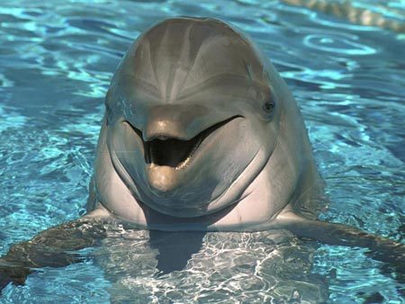 Salvemos los delfines, estos maravillosos seres, inteligentes, que solo irradian alegría y amor al planeta. Help save the dolphins.