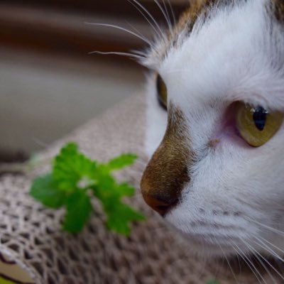 2014年秋、農場に突然現れた子猫は生粋の野良でお触りできるまで1年を要し、その間に4匹のお母さんに。今では超甘えん坊のおんぶ猫。農場長を退任後、現在は園芸店の広報部長として活躍中! 2021年6月に保護された新入りなずな。先天性巨大食道症で闘病生活1年半、奇跡的に完治。ヤンチャな毎日を過ごしてます