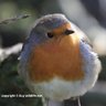 BritishBirdscom's profile picture. https://t.co/wazf6ZgooR Inspired by Birds & Bird Photography #birds #britishbirds #birdwatching