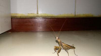 conchivazquez56's profile picture. 