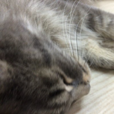 猫カフェ ニャンコ リズム Nyankorhythm Twitter