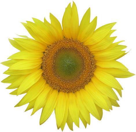 gdg2024's profile picture. Catholic, Wife, Mother, and IT Professional #TRUMP2024, #MAGA, #GOP