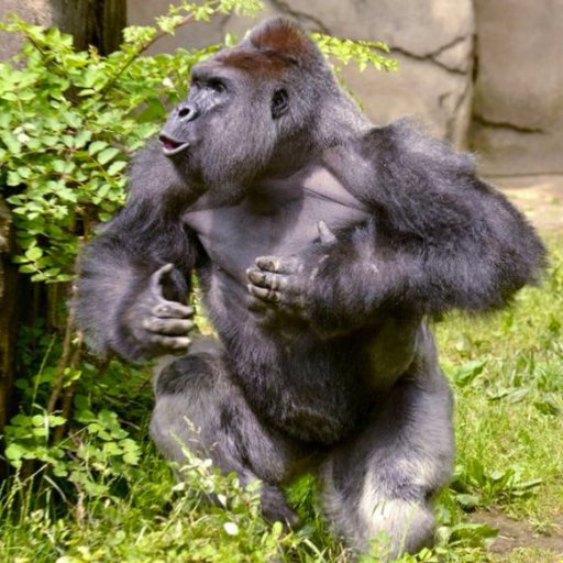 HarambeSkawk Profile Picture