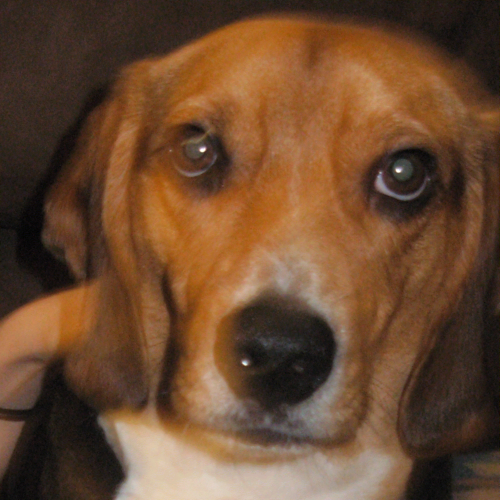 MomoVanKell's profile picture. I am the Van Kell Family Beagle I just found out I'm green my website is windpowered!