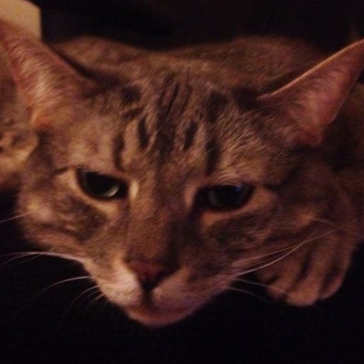 Former academic, now mining economist. PhD in the political economy of money & credit, and the crises of the Eurozone. Not actually a cat. (he/him)