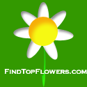 FindTopFlowers's profile picture. Send the best flowers online from the top online florists in the UK.