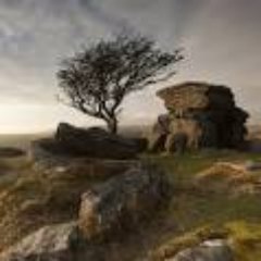 DartreeCharter's profile picture. The Dartmoor Tree Charter Branch is a mixture of individuals and organisations working to promote the Charter for Trees, Woods and People on Dartmoor.