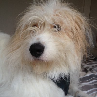 Happy Dog, living in Scotland, I got rescued in Romania 2014. I love walking with my owners, chase ducks, food, tummy rubs!
