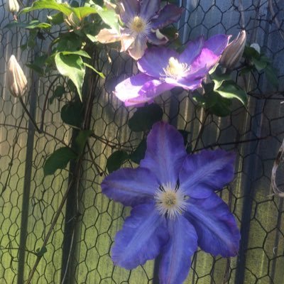 starguide007's profile picture. Earth Warrior