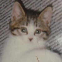 アルデヒト (@aldh2self) 's Twitter Profile