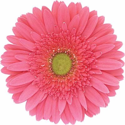 I am Farmer based on Sonipat Haryana.Our Crop is Gerbera Flowers and its used for decoration .