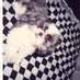 Ham 犬 (@hamken) Twitter profile photo Ham 犬 (@hamken) Twitter profile photo