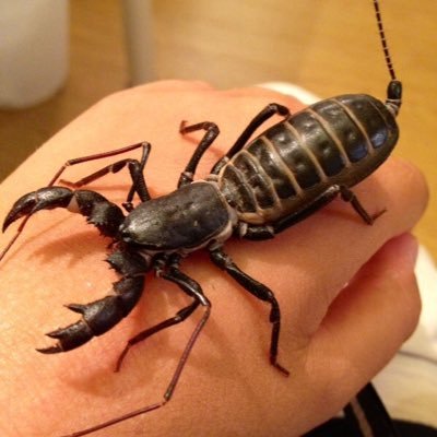 ゆーまにあん 蟲蟲旋風脚 در توییتر オオヒョウタンゴミムシの飼育環境 砂湿らせてもすぐに崩れちゃうし どうすればいいんだろ サラサラに乾燥させたらアリジゴクみたいにすり鉢状のもの作って罠を仕掛ける感じ 一応捕まえた場所の砂で飼育してるけど とにかく謎が ゆーまにあん 蟲蟲旋風脚 در توییتر オオヒョウタンゴミムシの飼育環境 砂湿らせてもすぐに崩れちゃうし どうすればいいんだろ サラサラに乾燥させたらアリジゴクみたいにすり鉢状のもの作って罠を仕掛ける感じ 一応捕まえた場所の砂で飼育してるけど とにかく謎が