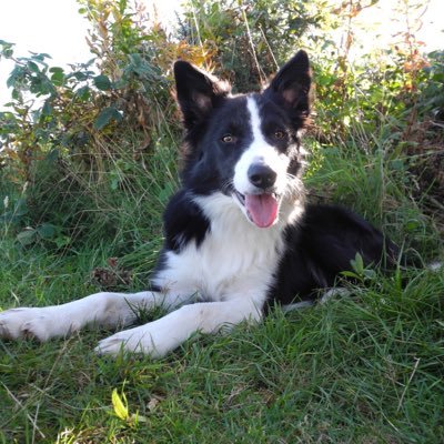 hi I'm Brian-mallie a collie from Embo in The Highlands of Scotland..with my big sister Lillie and my humans ....living life to the full ...dreams do come true.