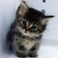 Rie (@frreetan) 's Twitter Profile Photo