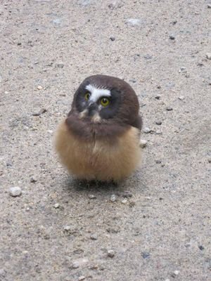 オウルんさんのプロフィール画像