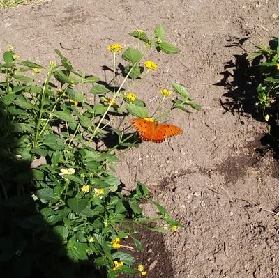 MsLordScience's profile picture. 