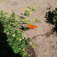 Valerie Lord (@mslordscience) 's Twitter Profile