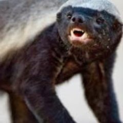 maddog780ca's profile picture. I like to read up on computer programming.

https://t.co/V7xyq3bZ1P