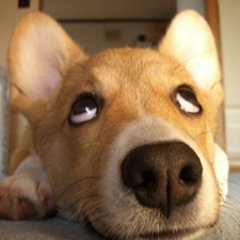 LeonLei_Gao's profile picture. 