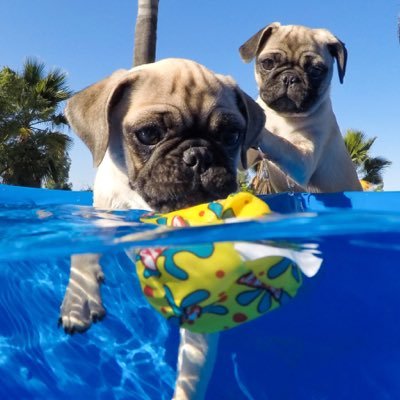 Two crazy pugs who love to play in the pool! @brandy_the_pug is our big sister!