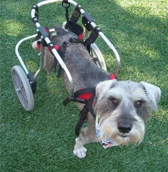 arfrehab's profile picture. The Animal Rehabilitation Foundation (ARF) enables companion animals to receive rehabilitative care.