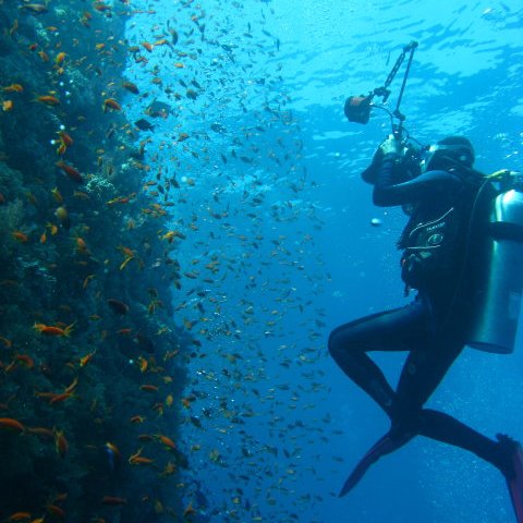 Coral reef ecologist, conservationist, underwater photographer, Project leader for TRAFFIC - the Wildlife Trade Specialists