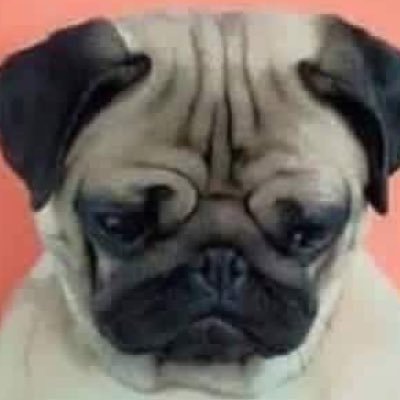 perroloco1900's profile picture. 