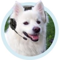 Annunci Animali(@annuncianimalit) 's Twitter Profile Photo