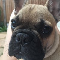 Arlo (@arlothefrenchie) 's Twitter Profile