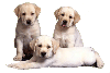 Op zoek naar Labrador pups te koop? Hier vind je de mooiste pups bij fokkers erkend door het International Quality Breeders Logo.
