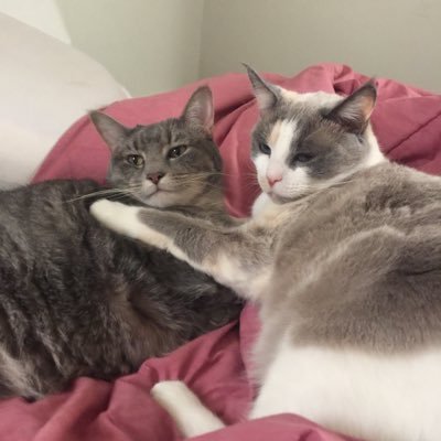 gatograndekc's profile picture. Sports fan, KU/KC, love to golf, gambler, aspiring free lance writer, animal lover, avid movie watcher, that's good for now