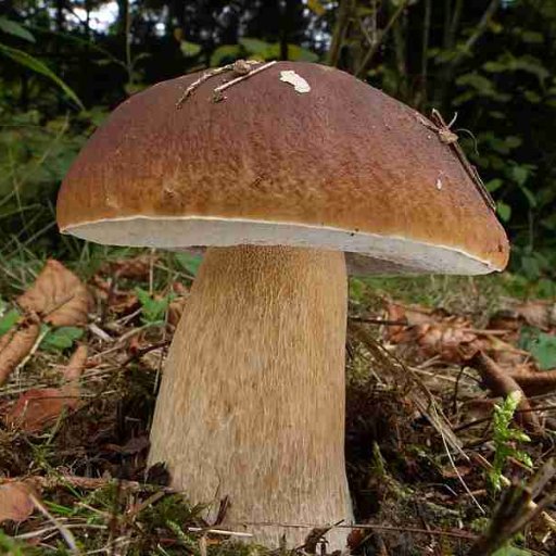 Funghi Sardegna