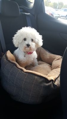 Im a Bichon Frise. i love to play with Mr Tiger, Mr Racoon and Mr Elephant. I was named Binky after my mum and dads fave Made in chelsea Character