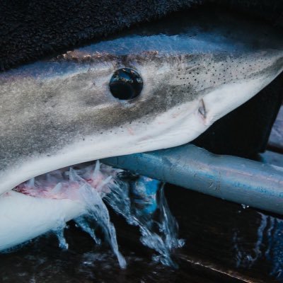 I'm the first mature male white shark SPOT tagged in the Atlantic Ocean. Named after @ChrisOCEARCH’s father. Help me find @MaryLeeShark!