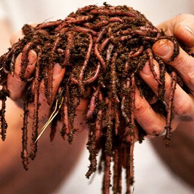 It's Alive, It's Organic, and It Matters!