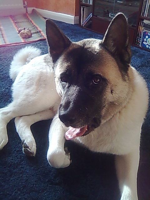 REFROUD's profile picture. Here to provide accounts for people at good rates!! And walk the dog!