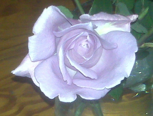 Miss_Cyan's profile picture. 