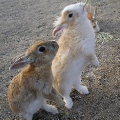 鈴明鳴 大久野島 On Twitter 大久野島 餌がほしい子は自分できます