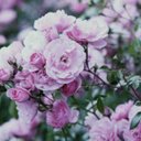 ميما (@050_2577) Twitter