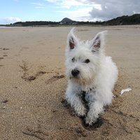 Dog Walks Scotland (@dogwalksscot) 's Twitter Profile