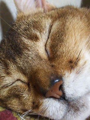 【※注意!地雷関係なしに呟く雑多垢。成人済み推奨】
創作者。最近はここでは版権と実況者とストリーマーメインにつぶやくかもしれない。無言フォロー多め。
ヘッダーは【@wind_tenou】