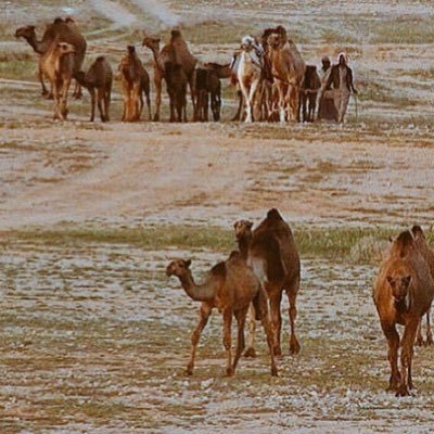 فلا يفوتك شبابك ، والي مضىء مايعود ,