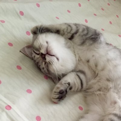 SilentDepthCN's profile picture. 一只帝企鹅 An Emperor Penguin／两只小企鹅 A father of two／养猫 Have a cat