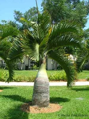 Get to know and share the 181 genera with over 2600 amazing species of #palmtrees #tropicalparadise